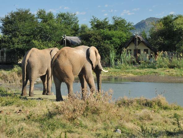 Tau Game Lodge - Elephants 